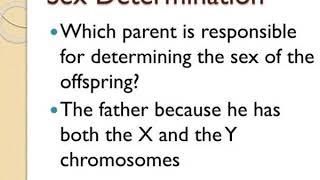 sex chromosomes