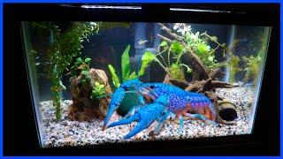Buying A Rare BLUE LOBSTER For My Aquarium