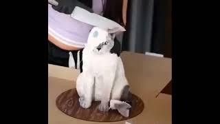 Funniest catsDont try to stop laugh -pet lover