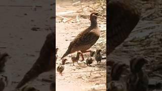 Grey francolin breeding season