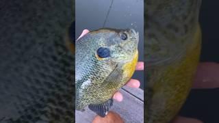 MONSTER BLUEGILL  #Bluegill #BluegillFishing #MicroFishing #Crappie