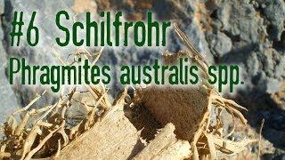 Outdoor Survival Doku Schilfrohr Phragmites australis spp.