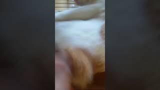 Kucing jilat tit* kayak ayam goreng bacot ngentot
