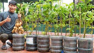 Full video 130 days of harvesting and growing potatoes in plastic bottles. Many tubers