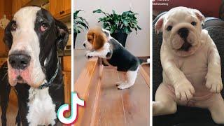 Ultimate Funny Dogs Compilation  Most Viral DOGS on the internet 