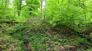 The Gentle Splash of the Forest Brook and the Singing of Spring Birds