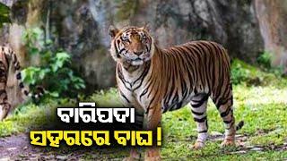 Tiger roams in Baripada town of Odisha’s Mayurbhanj District locals terrified  Kalinga TV