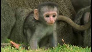 These Adorable Baby Monkeys Are So Playful  Cheeky Monkey  BBC Earth