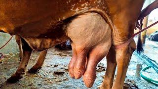 Cow Milking First Time After Calf Born  Best Milking Cow  Big Teats  Cow Milking By Hand