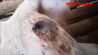 Cara  ampuh mengobati luka  ternak kambing domba