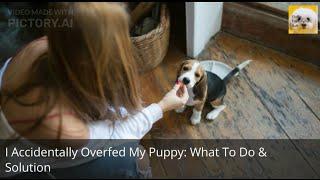 I Accidentally Overfed My Puppy  What To Do & Solution