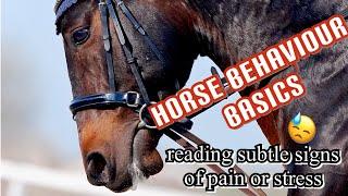 Equine Behaviour Basics What is Your Horse Saying to You?  Part 1