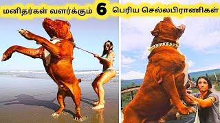 பெரிய செல்லப்பிராணிகள்  Six Biggest Animal Pets  Tamil Info Share