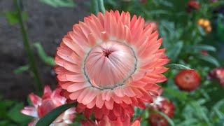 Strawflowers. First time growing and what a surprise. Harvesting for drying.