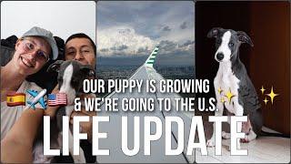 Life update  whippet puppy is growing  we’re flying to the U.S.