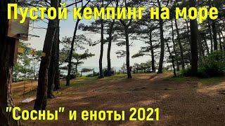 Одни в кемпинге Сосны 2021 Лучшие места с палаткой у Черного моря. Ценыпляж. Дикие еноты и кошка