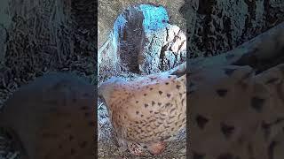 Male kestrel brooding eggs