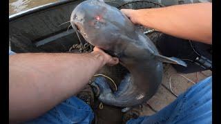 Mississippi River Catfishing on Trotlines