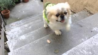 Dog wearing Ninja Turtle costume running upstairs in slow motion