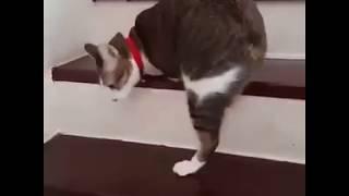 Gato con solo dos patas nos da lección de vida