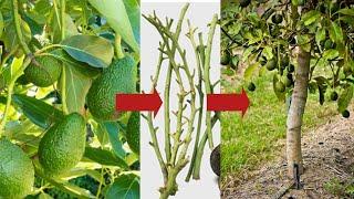 Grow Avocado from cutting using natural rooting hormone aloe vera & charcoal  - Plant Technology
