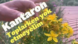 Sarı kantaron çiçeği nasıl toplanırsarı kantaron yağı nasıl yapılırkantaron yağı nasıl yapılır