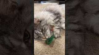 To celebrate hitting 4K subs I got Bruno a catnip carrot toy #mainecoon #catlover #funnycat