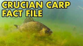 Crucian Fact File British Wildlife Facts