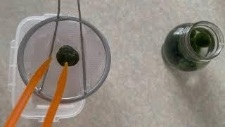 Roll the collected algae to create a Marimo Moss Ball