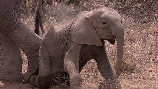 Elephant Mother Faces Horrible Decision   Africa  BBC Earth