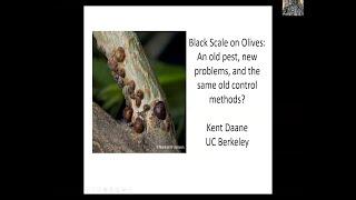 Talk #1 Black Scale on Olives with Kent Daane