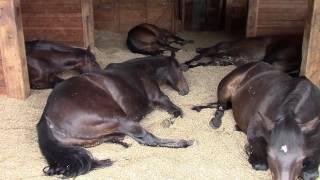 Horses Peacefully Farting and Snoring