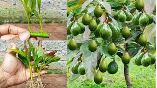 Easy Tricks Planting avocado shoots using clay media with aloe vera solution