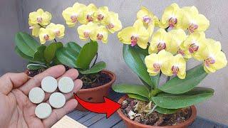 Just 1 Cup Instantly Revives Any Rotten Orchid This Easy Way