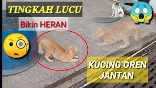 Kucing oren minta kawinCaranya bikin geleng kepala