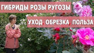 Сорта агротехника уход – в гостях у питомниковода Ольги Чиненковой