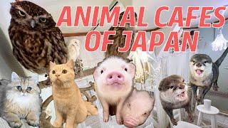 Animal Cafes of Japan