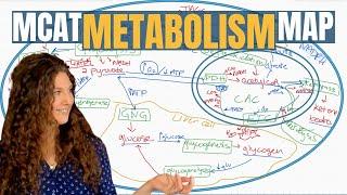 MCAT Biochemistry The 13 Metabolic Pathways Explained