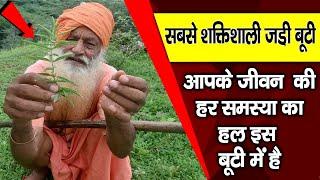 सबसे शक्तिशाली जड़ी बूटी  आपके जीवन का हर समस्या का हल इस बूटी में है Most Powerful Herbs