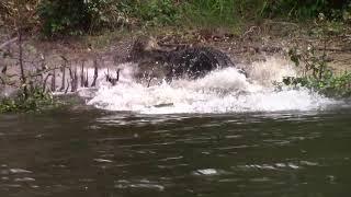 Big male crocodile attacks female on the Daintree River @Crocwhisperer