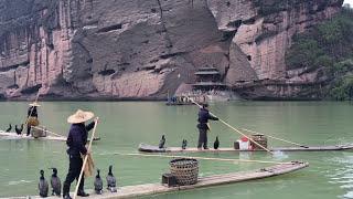 Cormorant Birds Fishing Jiangxi China