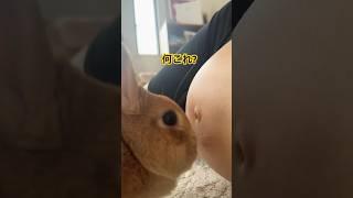 かわいい うさぎは新しい弟を必死に探すCute Rabbit Searches  Everywhere for her New Baby Brother #cute #rabbit