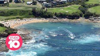 Sydney’s First Fatal Shark Attack in Nearly 60 Years  Studio 10