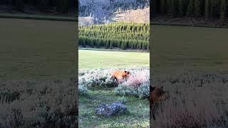 Our Yellowstone Tour Group Was Close Enough To Reach Out And Touch This Cinnamon Bear This Morning