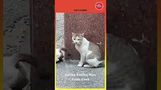 Ekspresi Kucing kalau lagi pengen