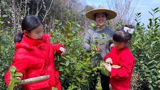 3个孩子体验生活！自己摘茶叶挣钱，花得也爽！