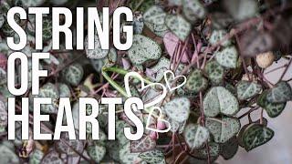 How to Propagate String of Hearts  Houseplant Care Tips