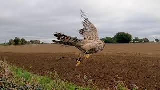 Goshawk  Hunter becomes the Hunted