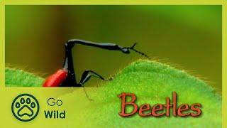 Beetles - The Whole Story 613 - Go Wild