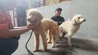 giant standard poodle stud mating Teddy Bear barako